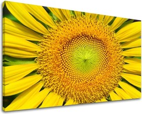 Obraz na stenu KVETY KV039E11 - 20x30 cm