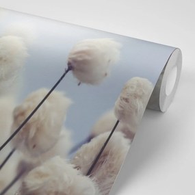 Samolepiaca fototapeta arktické kvety bavlny - 450x300