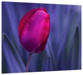 Obraz - tulipán