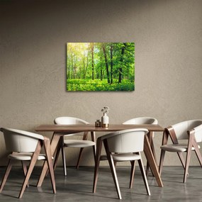 Obraz - Jarný listnatý les (70x50 cm)