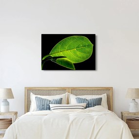 Obraz - zelený list (90x60 cm)