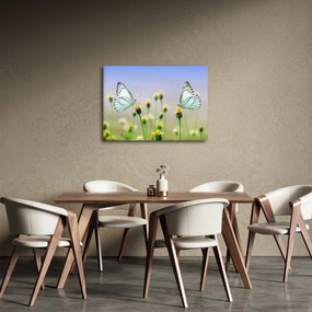 Obraz motýľov na kvetine (70x50 cm)