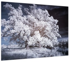 Obraz - Snehobiely strom (70x50 cm)