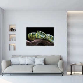 Obraz - Štrkáč Waglerov (90x60 cm)