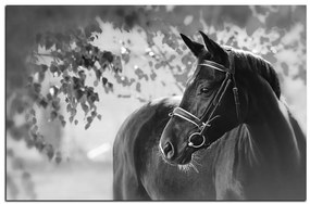 Obraz na plátne - Čierny kôň 1220QA (120x80 cm)