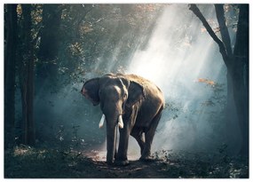 Sklenený obraz slona v džungli (70x50 cm)