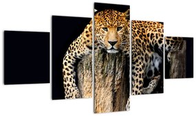 Leopard, obraz