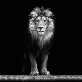 Obraz na stenu Lev, 35x35 cm%