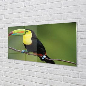 Obraz na akrylátovom skle Farebné papagáj na vetve 140x70 cm