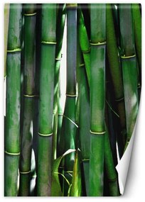 Fototapeta, Zelená bambusová textura - 200x280 cm