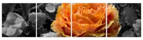 Oranžový kvet na čiernobielom pozadí - obraz