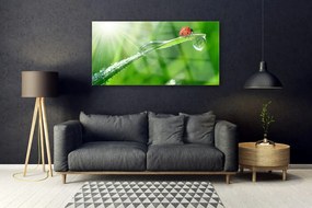 Obraz na akrylátovom skle Tráva lienka príroda 120x60 cm