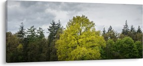 Obraz zeleného stromu uprostred poľa (120x50 cm)