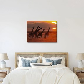 Obraz - Žirafy v africkej savane (70x50 cm)