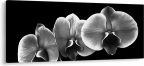 Obraz kvetu orchidey (120x50 cm)