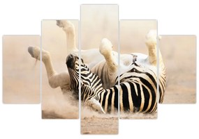 Obraz zebry