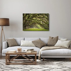 Obraz - Oaks Avenue, Charleston, Južná Karolína, USA (90x60 cm)