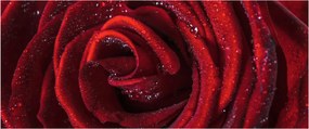 Obraz - Červená ruža s kvapkami rosy (120x50 cm)