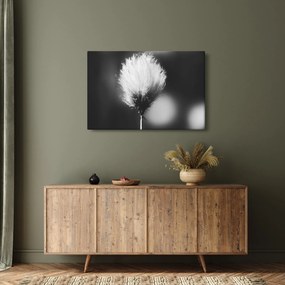 Obraz - Čiernobiely cottongrass (90x60 cm)
