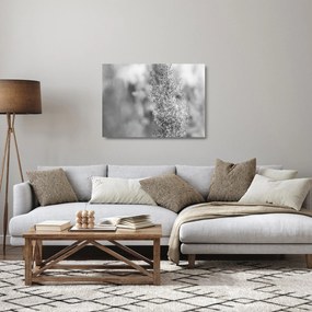 Sklenený obraz - Boho pampas grass (70x50 cm)