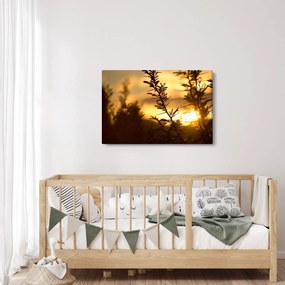 Obraz - Slnko zapadajúce za stromami (90x60 cm)