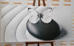 Obraz Zen kameň s motýľom v čiernobielom prevedení - 120x60