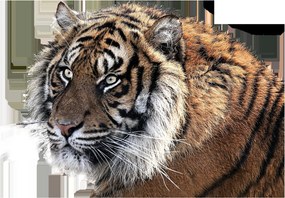Sklenený obraz tigra (70x50 cm)