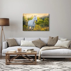 Obraz bieleho koňa na lúke (90x60 cm)