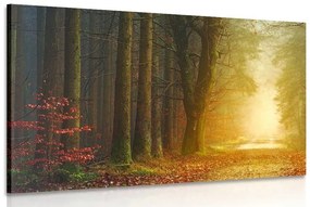 Obraz cesta v lese - 120x80