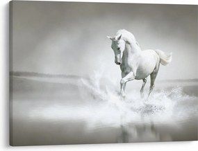 Obraz - Biely kôň (70x50 cm)