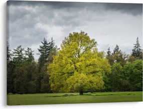 Obraz zeleného stromu uprostred poľa (70x50 cm)