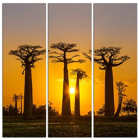 Obraz na plátne - Baobaby pri západe Slnka - štvorec 305B (105x105 cm)
