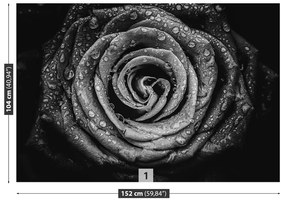Fototapeta Vliesová Ruža čierna 312x219 cm