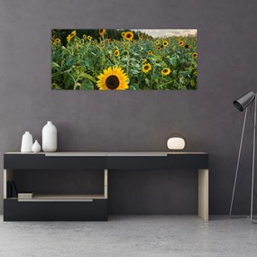 Obraz - Slnečnicové pole II. (120x50 cm)