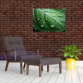 Sklenený obraz - Detail listu po daždi (70x50 cm)