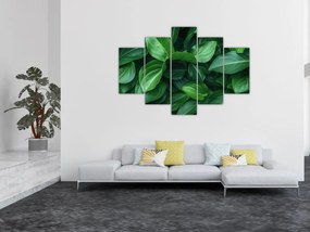 Obraz - Zelené listy (150x105 cm)
