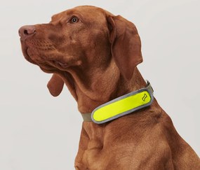 LED svietiaci obojok pre psa