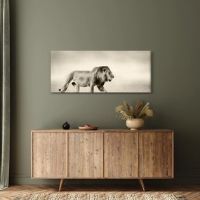 Obraz - Hladný lev (120x50 cm)