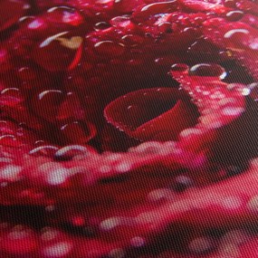 Obraz kvetu červenej ruže (90x60 cm)