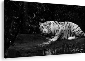Obraz - Tiger albín, čiernobiely (90x60 cm)