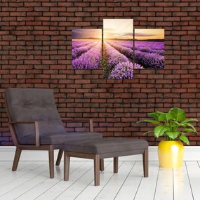 Obraz - Východ slnka v levanduľovom poli (90x60 cm)