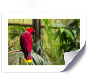 Gario Plagát Papagáj z raja Farba rámu: Bez rámu, Veľkosť: 45 x 30 cm