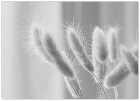 Obraz - Bunny tail grass (70x50 cm)