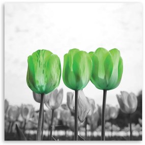 Gario Obraz na plátne Zelené tulipány na lúke Rozmery: 30 x 30 cm