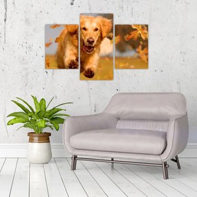Obraz - Zlatý retriever (90x60 cm)
