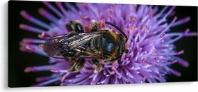 Obraz včely na kvetine (120x50 cm)