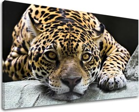 Obraz na stenu ZVIERATÁ