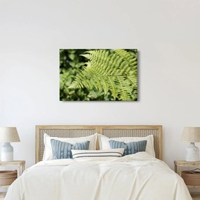 Obraz - Papradinový list (90x60 cm)