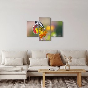Obraz motýľa na kvete (90x60 cm)