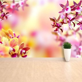 Fototapeta Vliesová Ružová orchidea 152x104 cm